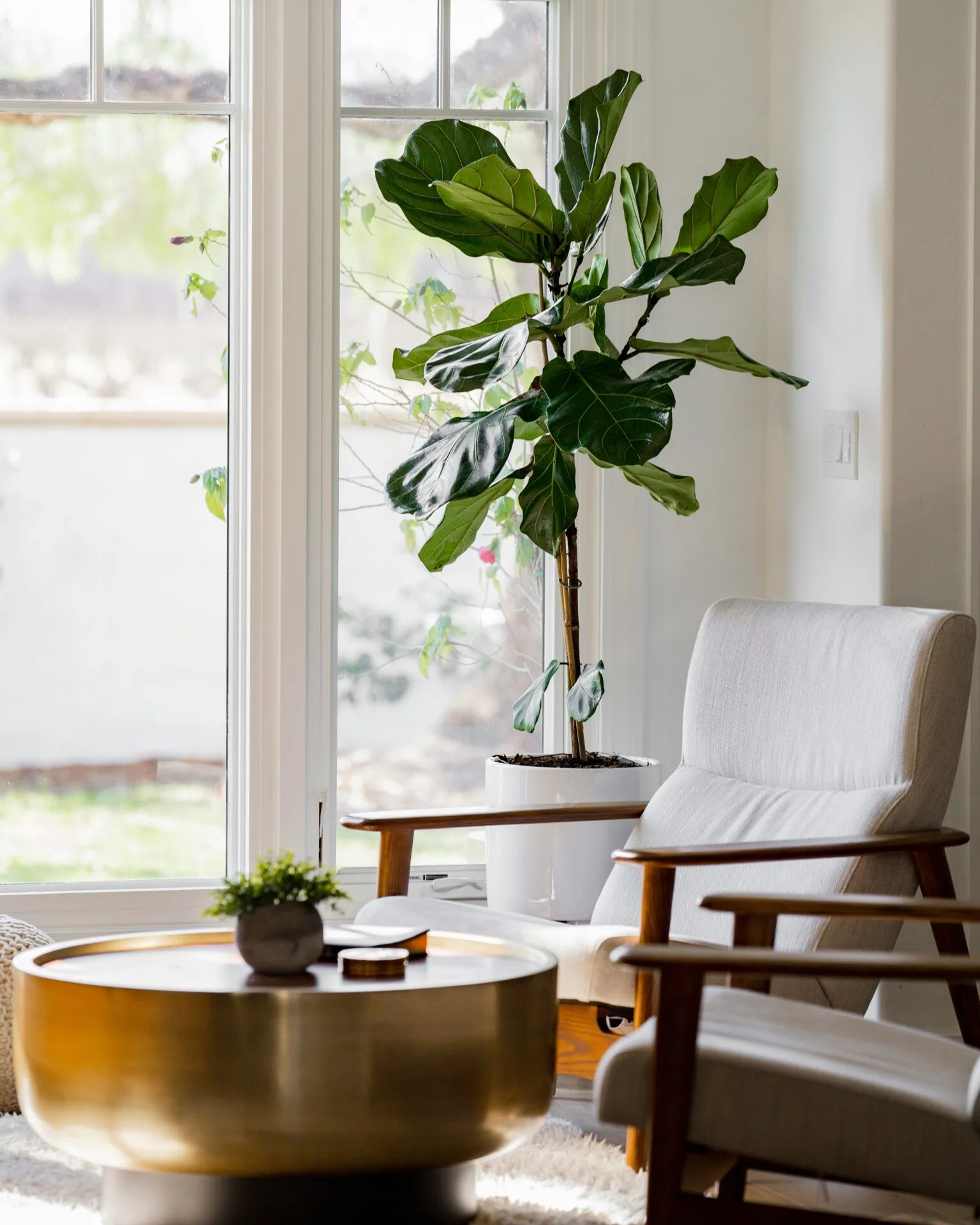 A plant faces a living room window with bright sunshine and modern furniture