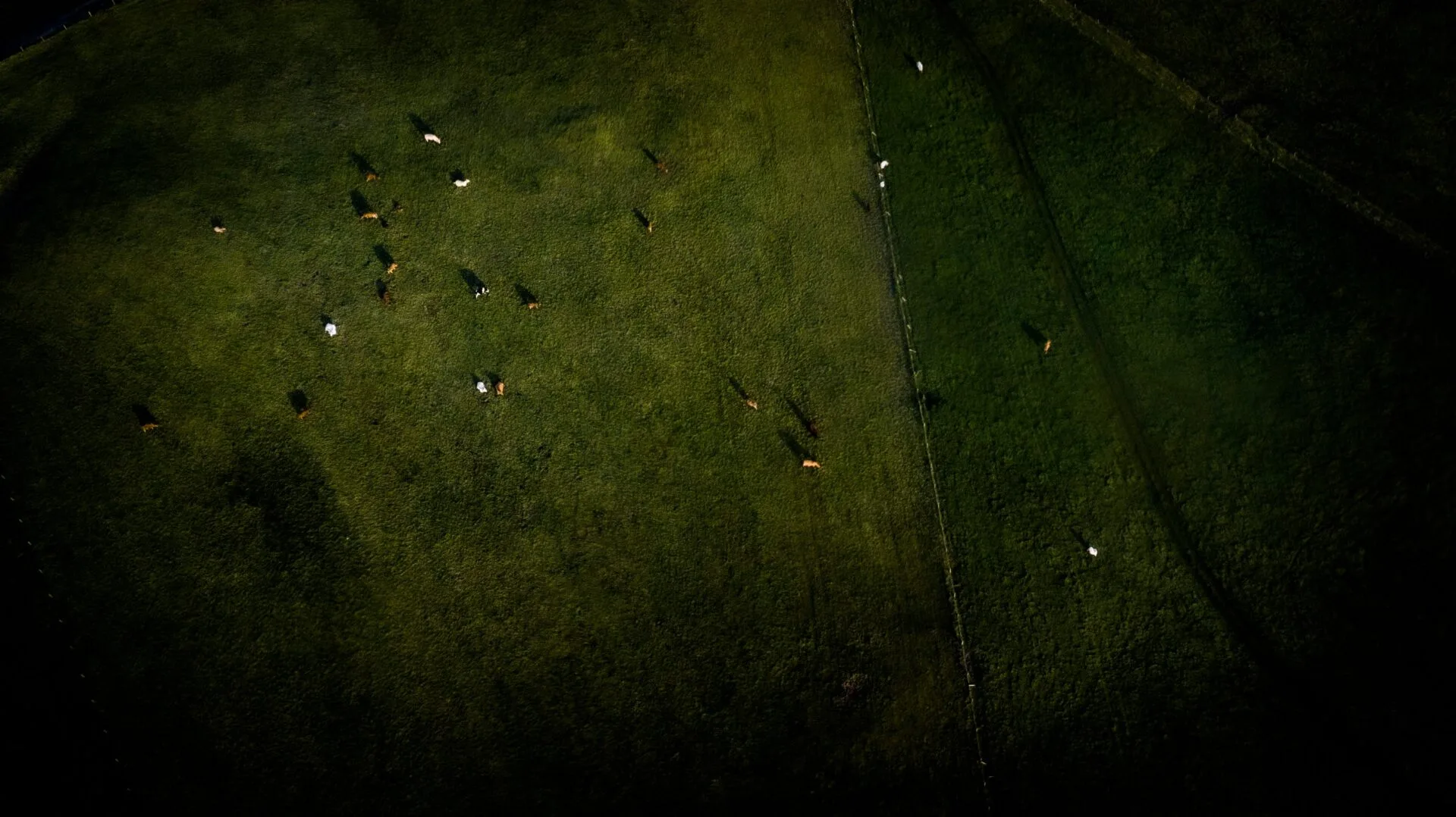 An aerial shot of a large field with various farm animals seen overhead