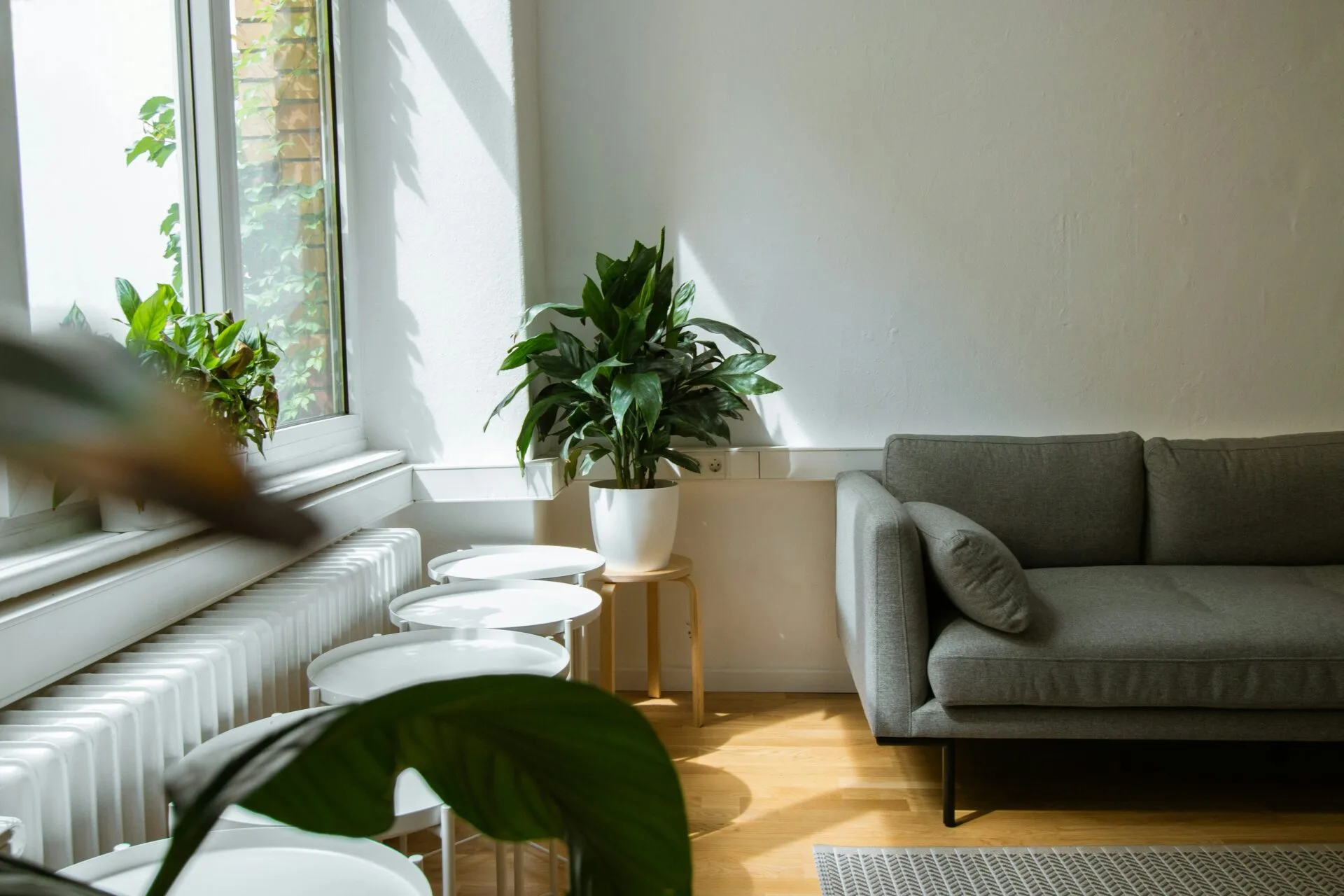 A bright living space contains a couch, plants, tabletops and other furniture